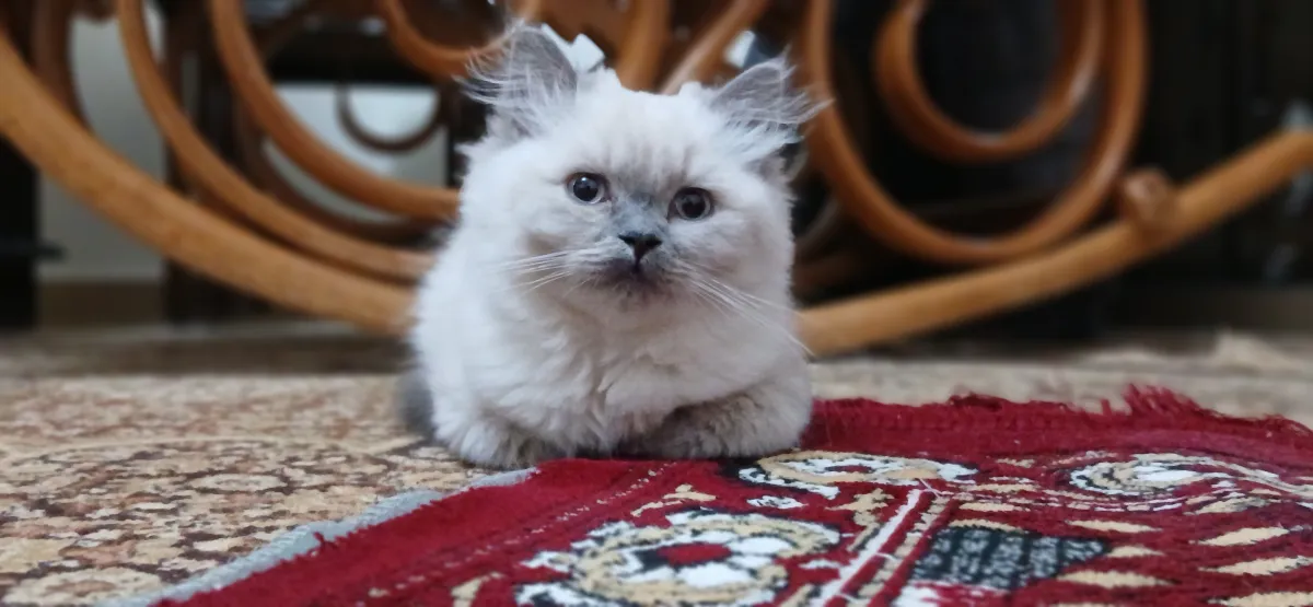 Bella