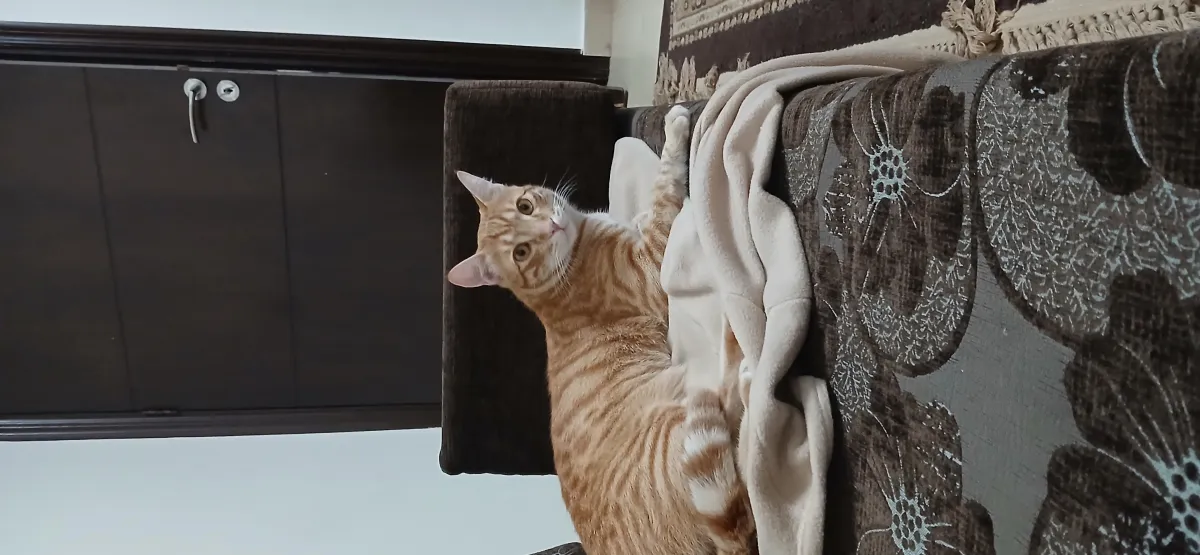 Simba