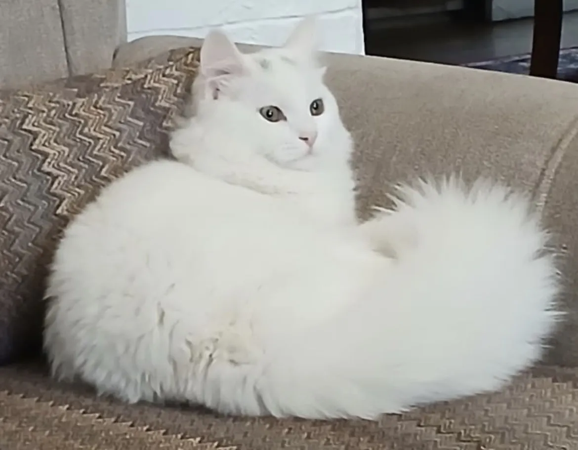 Blanco