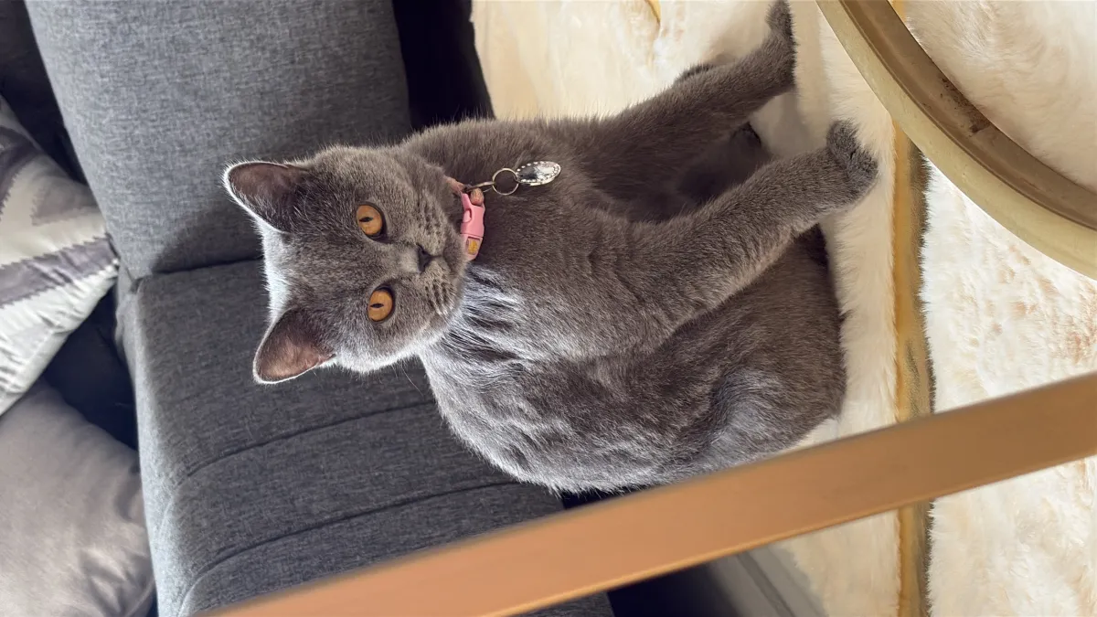 Gracy and grey